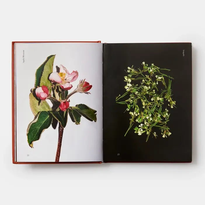 Edible Flowers: How  Why  And When We Eat Flowers